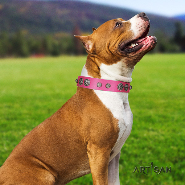 Amstaff handmade full grain natural leather dog collar for daily walking