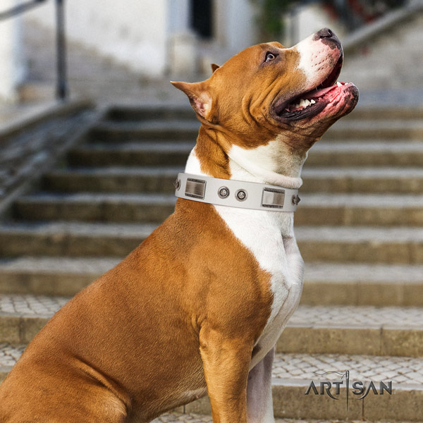 Amstaff comfy wearing full grain leather dog collar with adornments