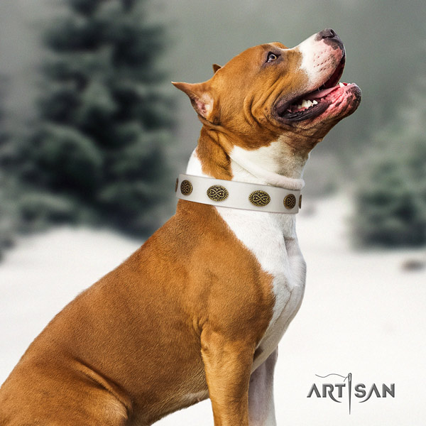 Amstaff stylish walking full grain natural leather dog collar with embellishments
