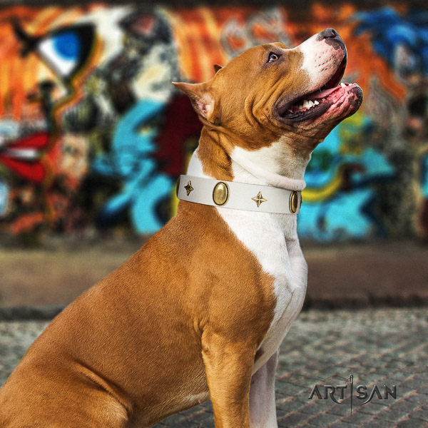 Amstaff awesome genuine leather dog collar for everyday use