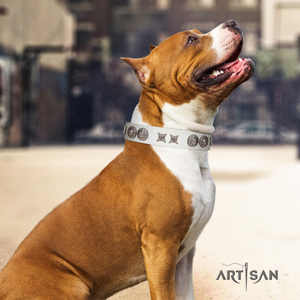 Amstaff exquisite natural genuine leather dog collar for basic training