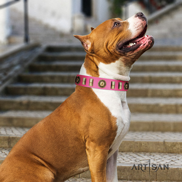 Amstaff incredible full grain genuine leather dog collar for fancy walking