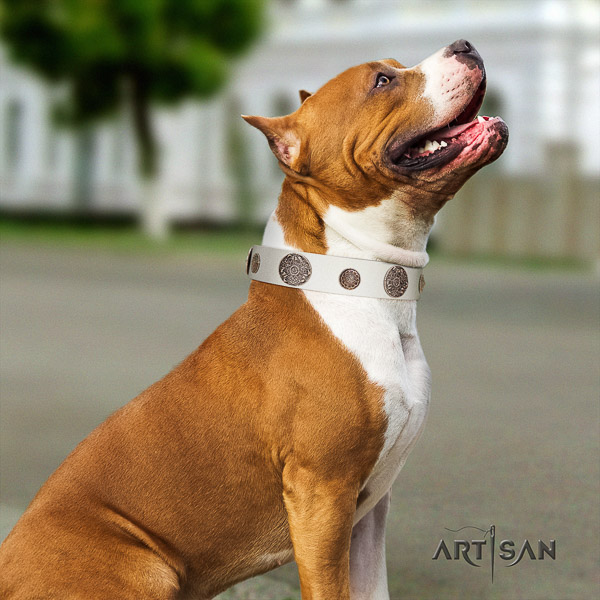 Amstaff amazing full grain natural leather dog collar for stylish walking