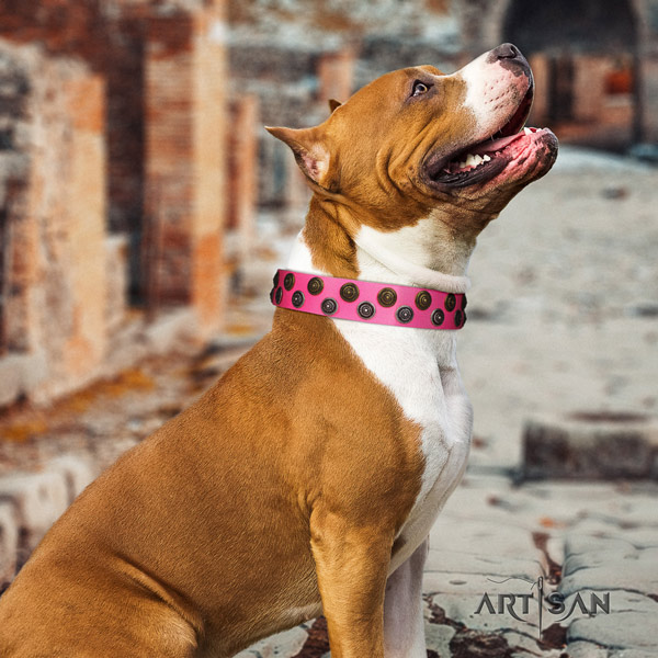 Amstaff incredible full grain leather dog collar with studs for handy use