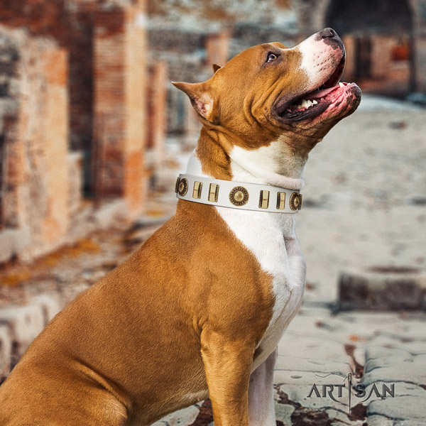 Amstaff easy adjustable natural genuine leather dog collar for stylish walking