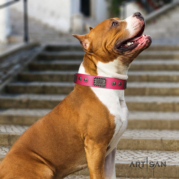 Amstaff everyday use leather dog collar with decorations