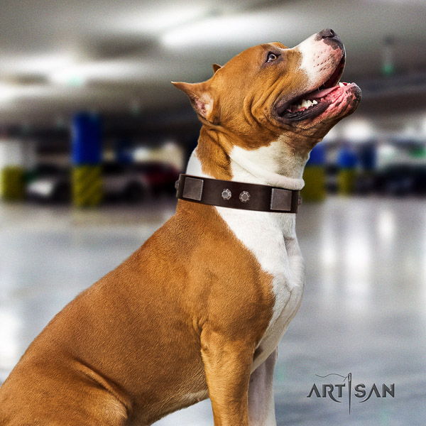 Amstaff extraordinary full grain natural leather dog collar for handy use