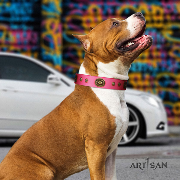 Amstaff stylish walking full grain genuine leather dog collar with adornments