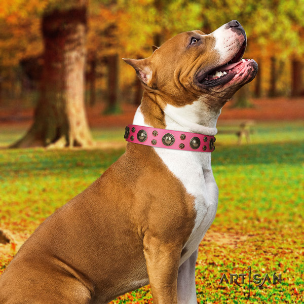 Amstaff top notch leather dog collar with adornments for easy wearing