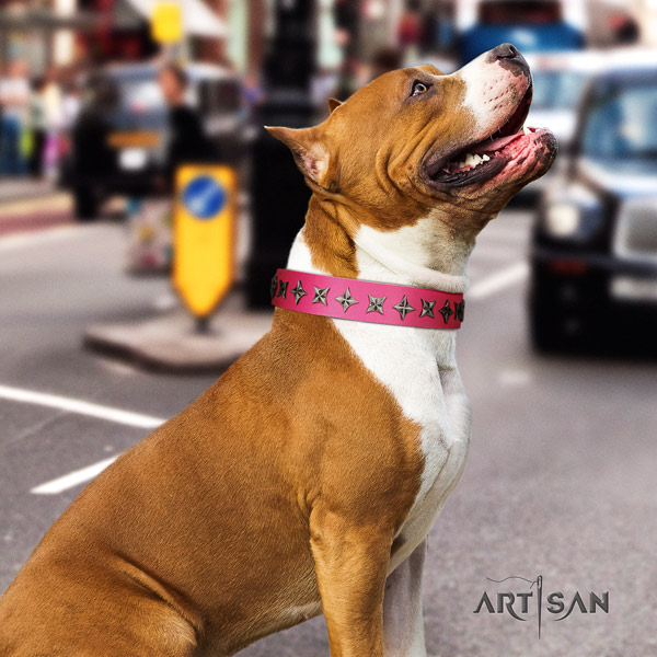 Amstaff daily use genuine leather dog collar with decorations