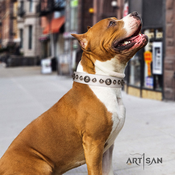 Amstaff stunning genuine leather dog collar with adornments for comfy wearing