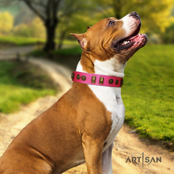 Amstaff everyday walking full grain natural leather dog collar with decorations