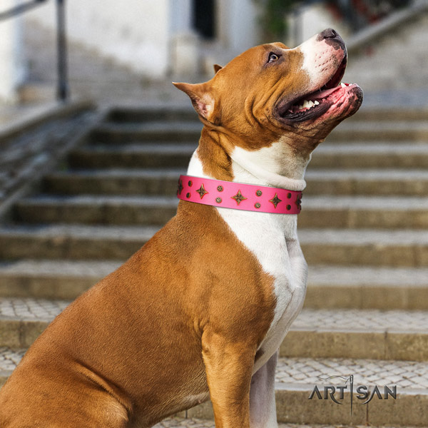 Amstaff significant full grain leather dog collar with studs for easy wearing