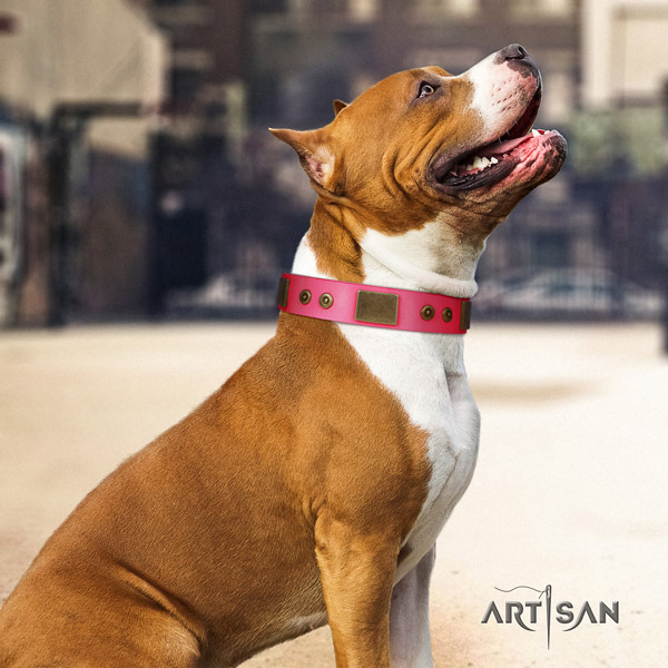 Amstaff daily walking full grain leather dog collar with studs