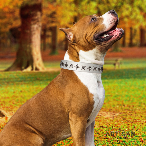 Amstaff everyday use full grain natural leather dog collar with embellishments