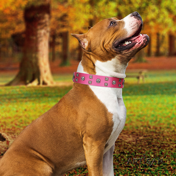 Amstaff easy adjustable full grain leather dog collar for daily use