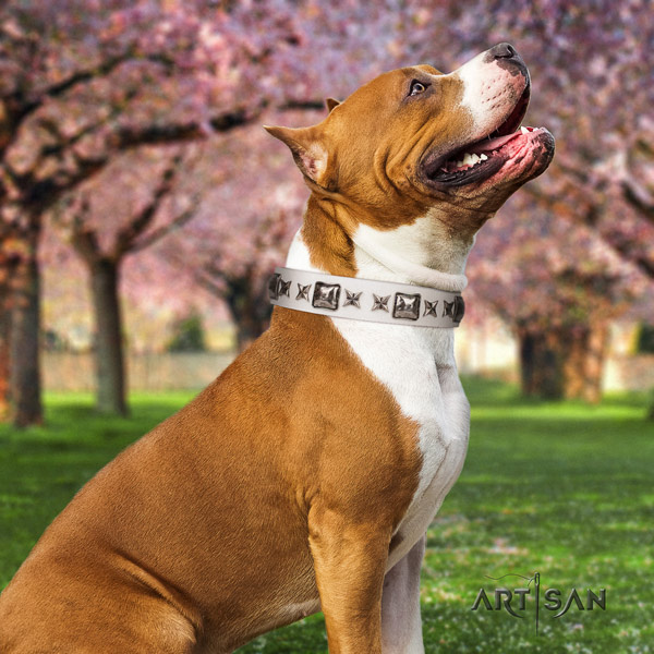 Amstaff awesome genuine leather dog collar with adornments for walking