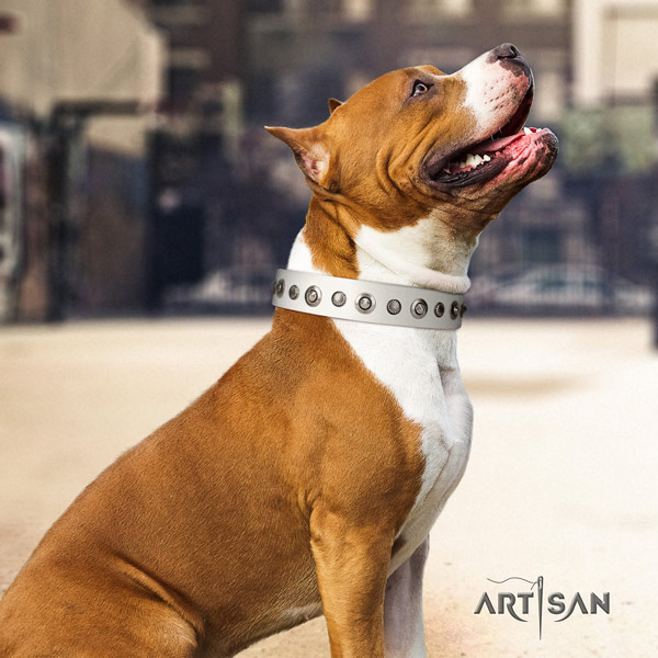 Amstaff comfortable wearing full grain natural leather dog collar with studs