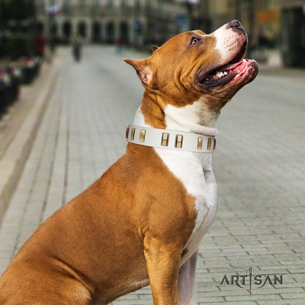 Amstaff studded natural genuine leather dog collar for basic training