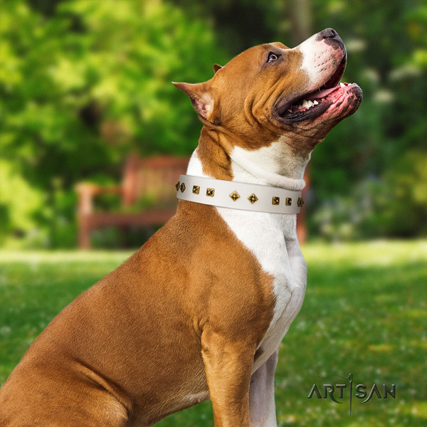 Amstaff easy wearing full grain natural leather dog collar with studs