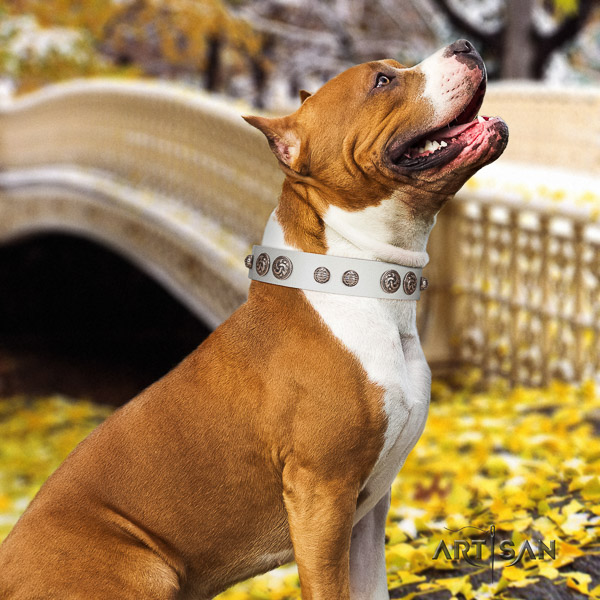 Amstaff handcrafted leather dog collar for everyday walking
