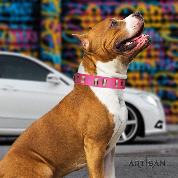 Amstaff fine quality leather dog collar for comfortable wearing
