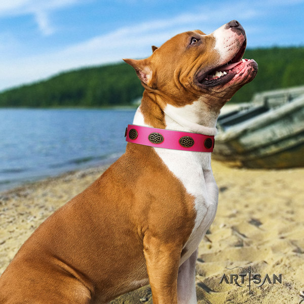 Amstaff basic training natural genuine leather dog collar with adornments