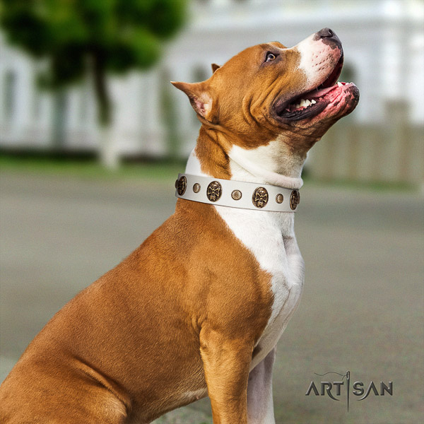 Amstaff studded leather dog collar for comfortable wearing