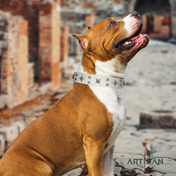 Amstaff easy to adjust natural genuine leather dog collar for everyday walking