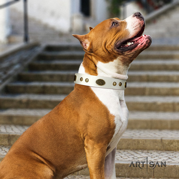Amstaff basic training full grain natural leather dog collar with adornments