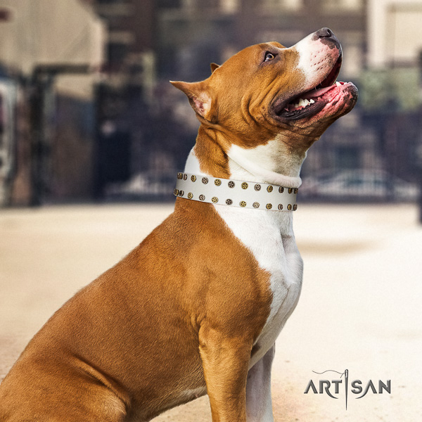 Amstaff exceptional full grain genuine leather dog collar for everyday walking