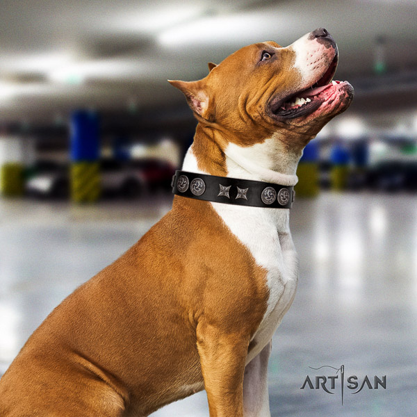 Amstaff exceptional full grain genuine leather dog collar for comfy wearing