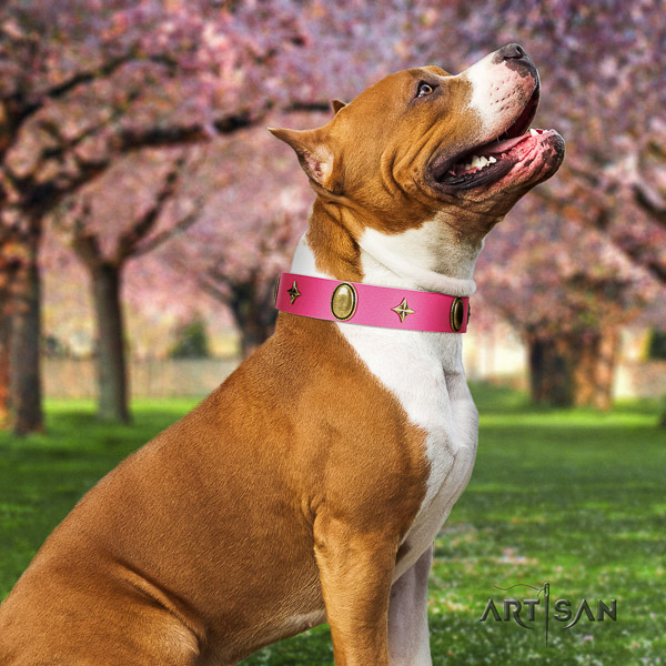 Amstaff easy wearing full grain genuine leather dog collar for stylish walking