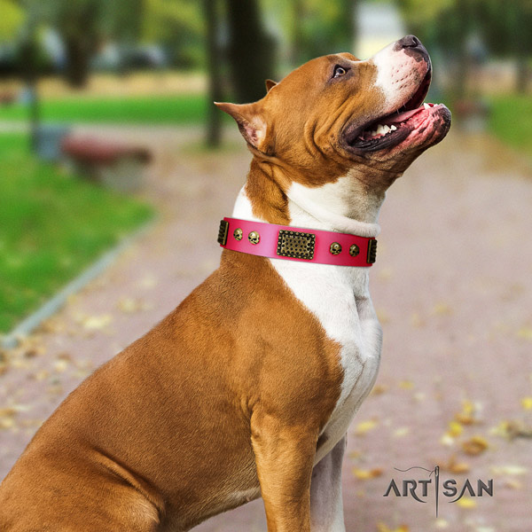 Amstaff everyday walking natural genuine leather dog collar with studs
