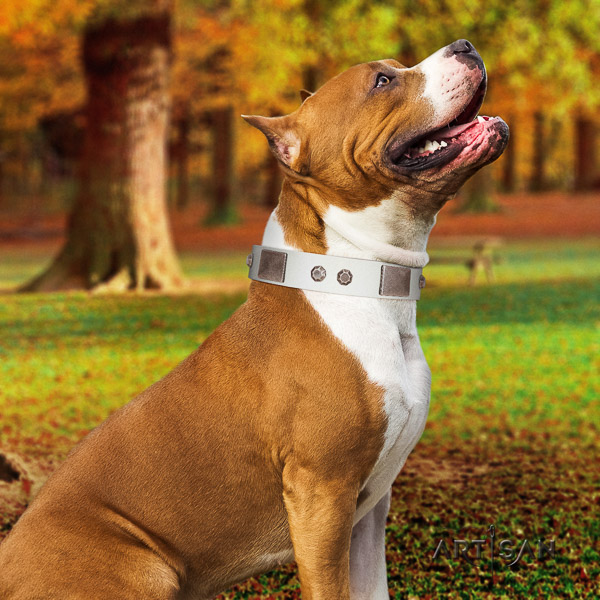 Amstaff comfortable full grain genuine leather dog collar for everyday use