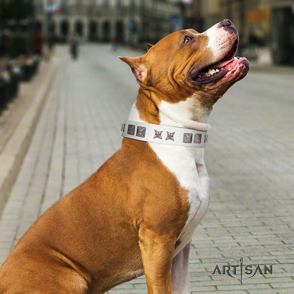 Amstaff impressive natural genuine leather dog collar for walking