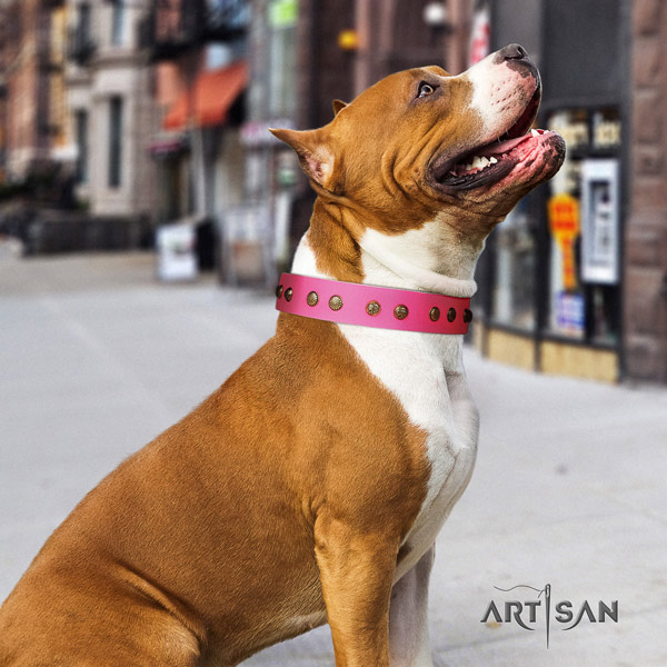 Amstaff handy use full grain genuine leather dog collar with adornments