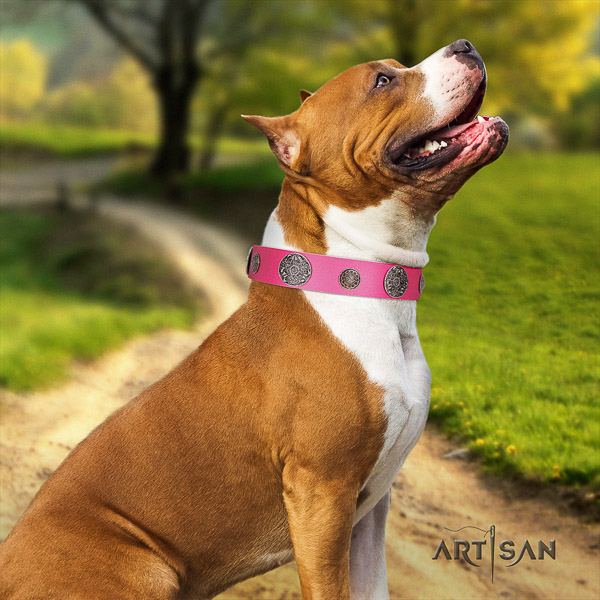 Amstaff best quality natural genuine leather dog collar for walking