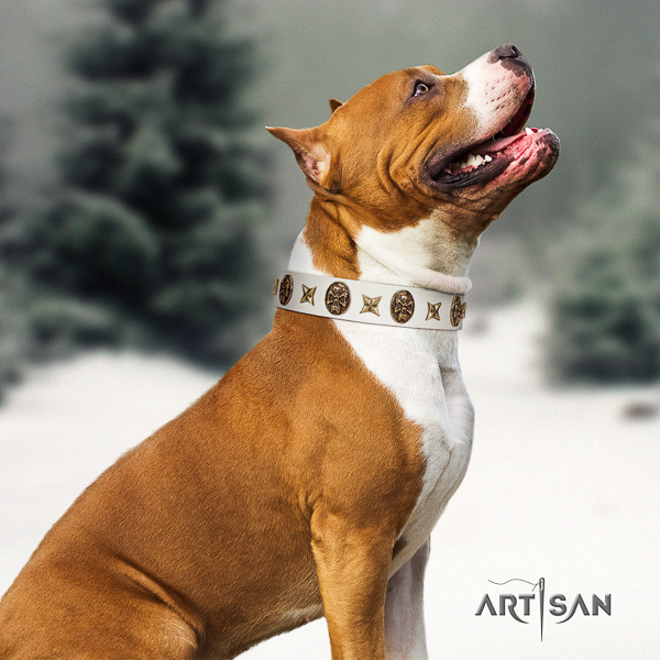 Amstaff amazing full grain genuine leather dog collar for everyday use