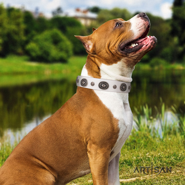 Amstaff unique genuine leather dog collar with embellishments for handy use