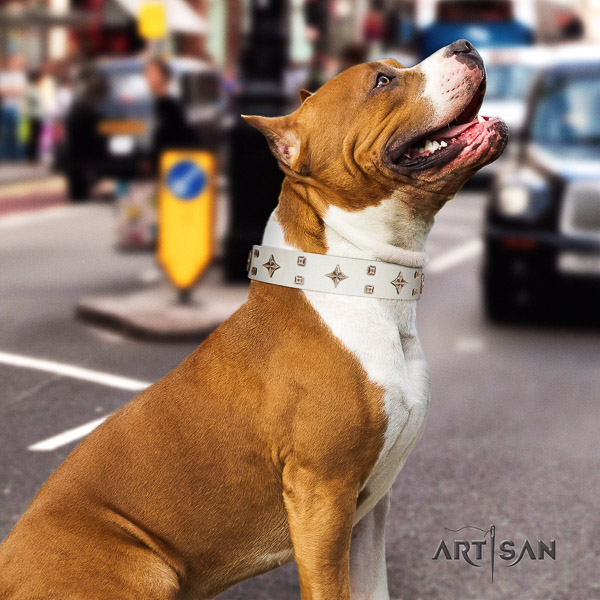 Amstaff stylish full grain natural leather dog collar for basic training