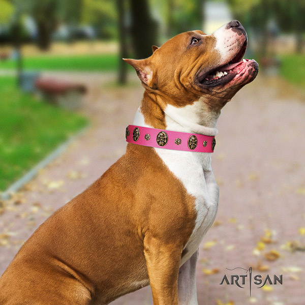 Amstaff easy adjustable leather dog collar for everyday use