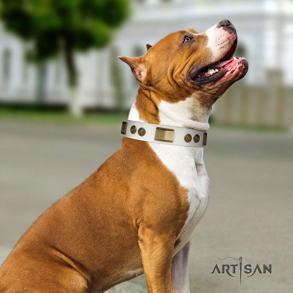 Amstaff basic training genuine leather dog collar with embellishments