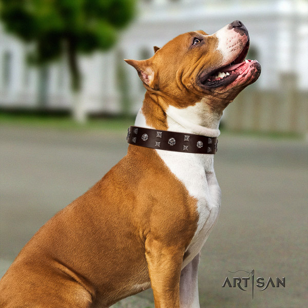 Amstaff top notch genuine leather dog collar for everyday use