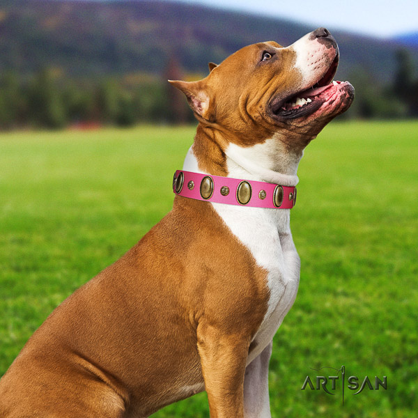 Amstaff exquisite genuine leather dog collar for everyday walking