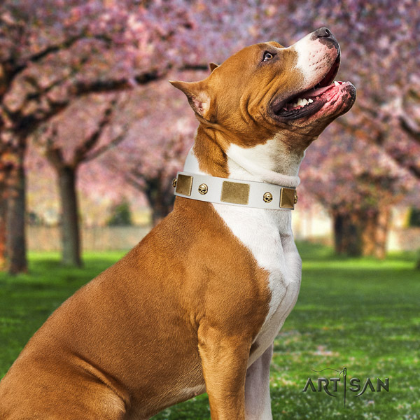Amstaff designer genuine leather dog collar for everyday use