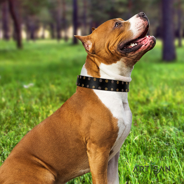 Amstaff inimitable full grain genuine leather dog collar for handy use