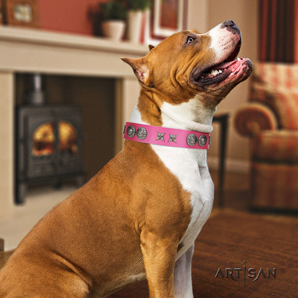 Amstaff stylish full grain genuine leather dog collar for fancy walking