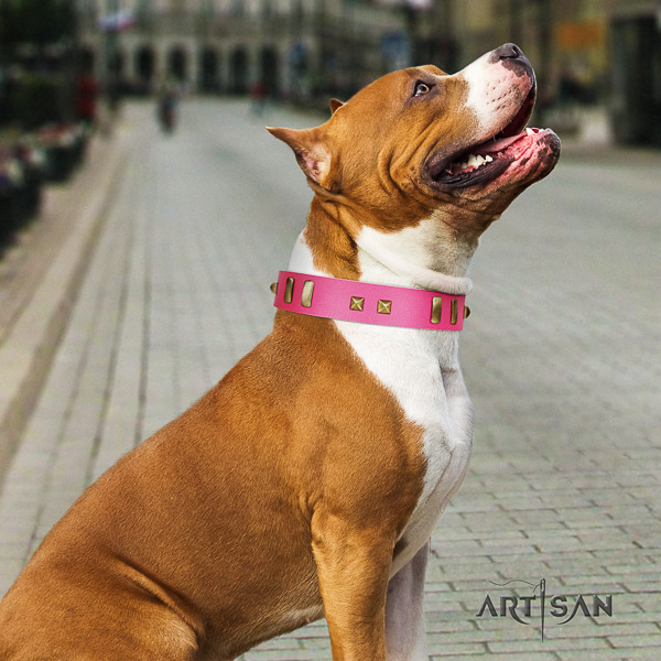 Amstaff trendy full grain genuine leather dog collar for comfy wearing