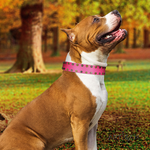 Amstaff remarkable full grain genuine leather dog collar for comfortable wearing